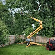 How Our Tree Care Process Works  in  Itasca, IL